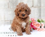 Small #2 Cavapoo (Miniature)