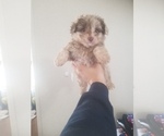 Small Photo #9 Aussiedoodle Puppy For Sale in SPENCER, TN, USA