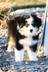 Small Photo #1 Miniature Australian Shepherd Puppy For Sale in OAKLEY, KS, USA