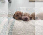 Small #3 Golden Retriever
