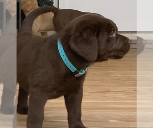 Labrador Retriever Puppy for sale in SPOTSYLVANIA, VA, USA
