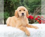 Small #1 Golden Retriever