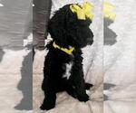 Small Photo #10 Sheepadoodle Puppy For Sale in FONTANA, CA, USA