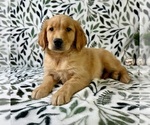 Small #4 Golden Retriever