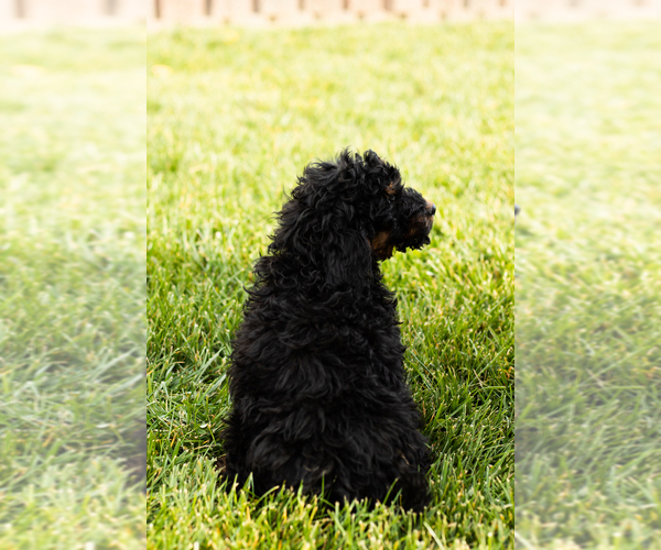 Medium Photo #6 Cock-A-Poo-Goldendoodle Mix Puppy For Sale in TOPEKA, IN, USA