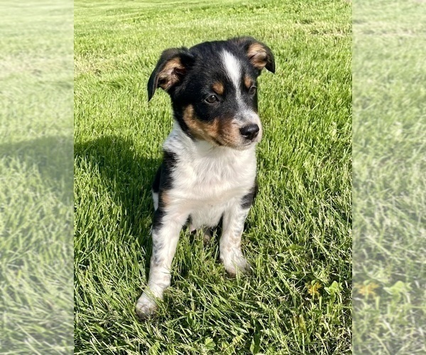 Medium Photo #6 Texas Heeler Puppy For Sale in HILLSBORO, WI, USA
