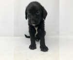 Small Photo #6 Labradoodle Puppy For Sale in ROCKY MOUNT, NC, USA