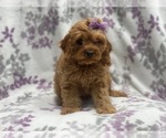 Small Photo #4 Cockapoo Puppy For Sale in LAKELAND, FL, USA