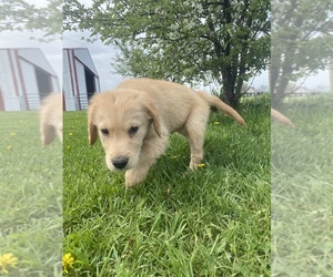 Golden Retriever Puppy for sale in OAK HARBOR, OH, USA