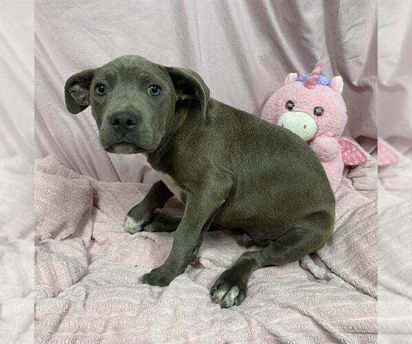 Medium Photo #1 Mutt Puppy For Sale in Modesto, CA, USA