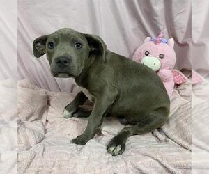 Mutt Dogs for adoption in Modesto, CA, USA