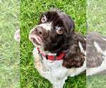 Small #1 Cocker Spaniel