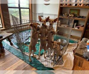 Portuguese Warren Hound Puppy for sale in COLCORD, OK, USA
