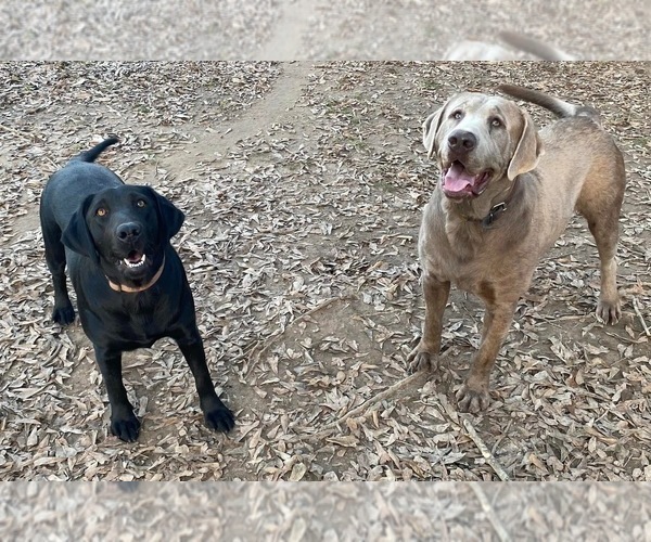 Medium Photo #1 Labrador Retriever Puppy For Sale in OSYKA, MS, USA