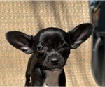 Image preview for Ad Listing. Nickname: Luna