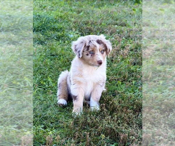 Medium Photo #1 Miniature Australian Shepherd Puppy For Sale in MILFORD, NE, USA