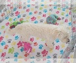Small Photo #6 Havanese Puppy For Sale in ORO VALLEY, AZ, USA