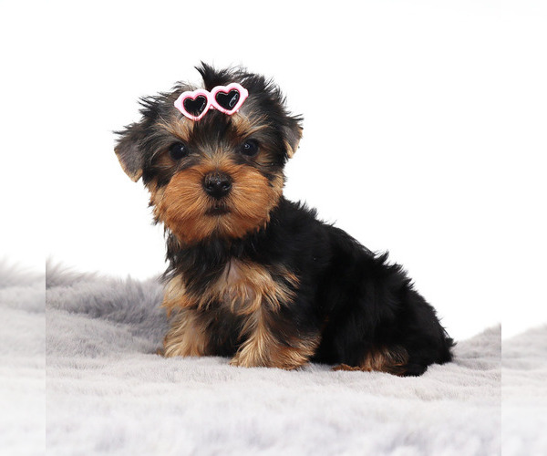 Medium Photo #1 Yorkshire Terrier Puppy For Sale in LOS ANGELES, CA, USA