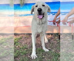 Small Photo #9 Great Pyrenees Puppy For Sale in Spring, TX, USA