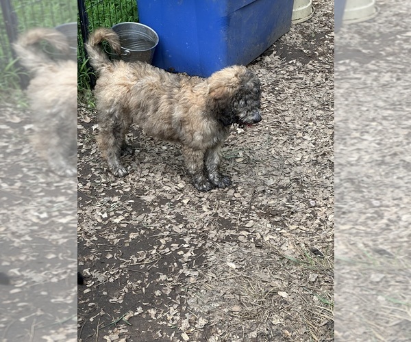 Medium Photo #2 Goldendoodle-Poodle (Standard) Mix Puppy For Sale in LOUISA, VA, USA