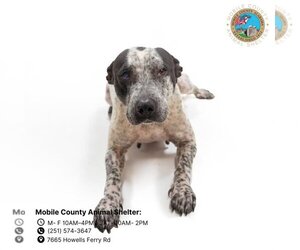 Bluetick Coonhound-Unknown Mix Dogs for adoption in Mobile, AL, USA