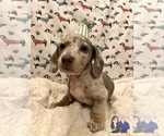 Small #26 Dachshund