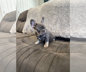 French Bulldog Puppy for sale in RIVERSIDE, CA, USA