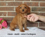 Small #1 Cockapoo (Miniature)