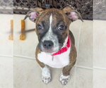 Small #2 American Pit Bull Terrier-American Staffordshire Terrier Mix