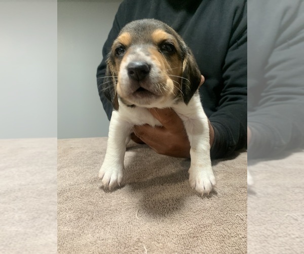 Medium Photo #2 Beagle Puppy For Sale in NEW BRIT, CT, USA