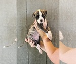 Puppy Puppy 1 American Bulldog