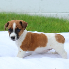 Jack Russell Terrier Puppy for sale in GAP, PA, USA