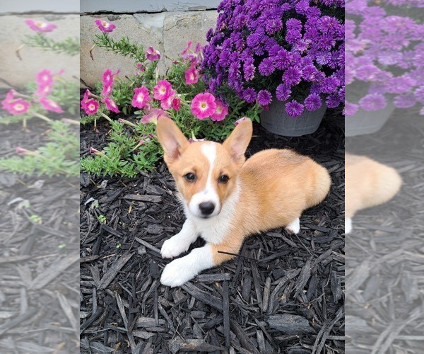Medium Photo #38 Pembroke Welsh Corgi Puppy For Sale in SHILOH, OH, USA