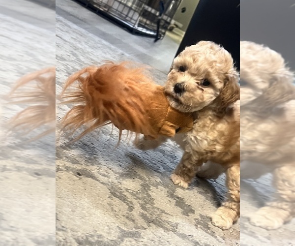 Medium Photo #11 Poodle (Toy) Puppy For Sale in FORESTVILLE, MD, USA