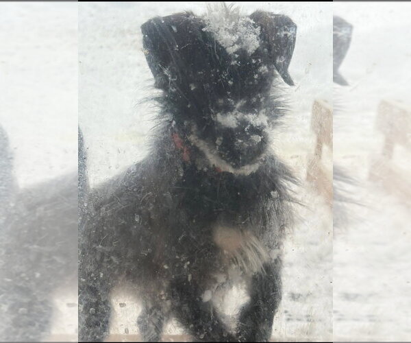 Medium Photo #4 Mutt Puppy For Sale in South Bend, IN, USA