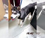 Small #6 Siberian Husky