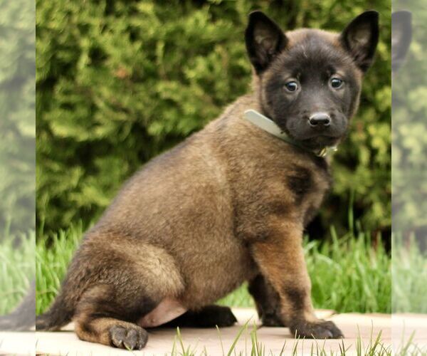Medium Photo #3 Belgian Malinois Puppy For Sale in RONKS, PA, USA