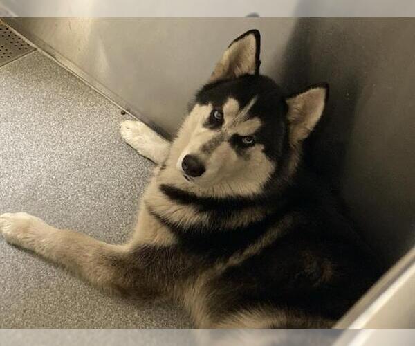 Medium Photo #1 Siberian Husky Puppy For Sale in Orange, CA, USA