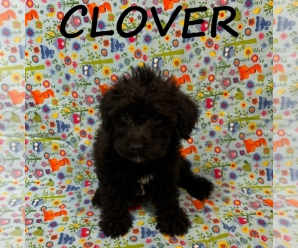 Medium Photo #1 Schnoodle (Miniature) Puppy For Sale in HARTLAND, MN, USA