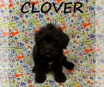 Image preview for Ad Listing. Nickname: Clover