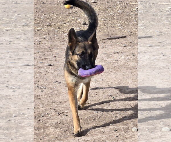 Medium Photo #4 German Shepherd Dog-Unknown Mix Puppy For Sale in Peralta, NM, USA