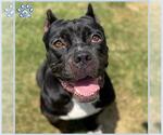 Small American Pit Bull Terrier