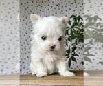 Small #4 Maltese