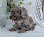 Small Photo #52 Poodle (Toy) Puppy For Sale in GOSHEN, IN, USA
