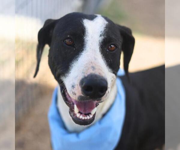 Medium Photo #1 Labrador Retriever-Unknown Mix Puppy For Sale in San Antonio, TX, USA