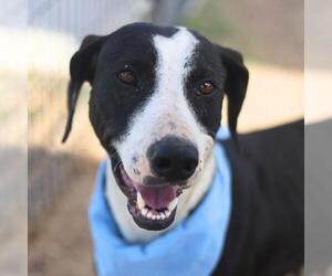 Labrador Retriever-Unknown Mix Dogs for adoption in San Antonio, TX, USA