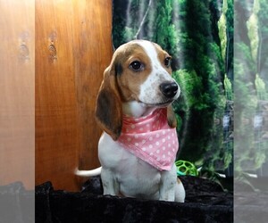 Beagle Puppy for sale in ELROY, WI, USA