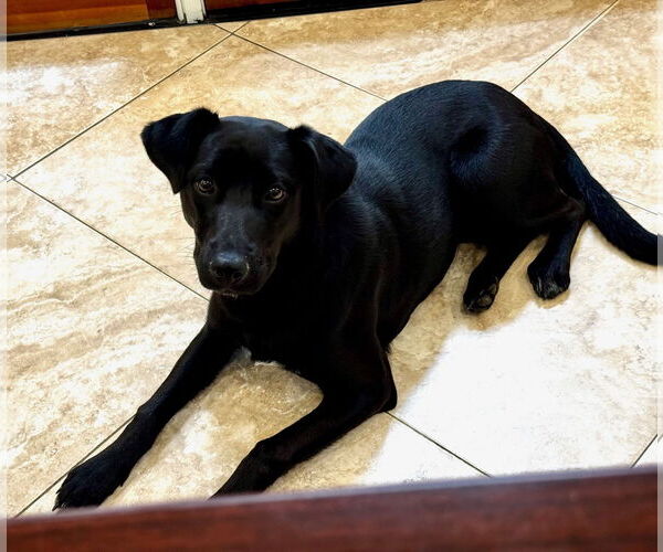 Medium Photo #2 Mutt Puppy For Sale in Hilton Head, SC, USA