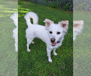 American Eskimo Dog-Unknown Mix Dogs for adoption in Pikesville, MD, USA