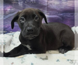 Shepradors Dogs for adoption in Lakewood, CO, USA